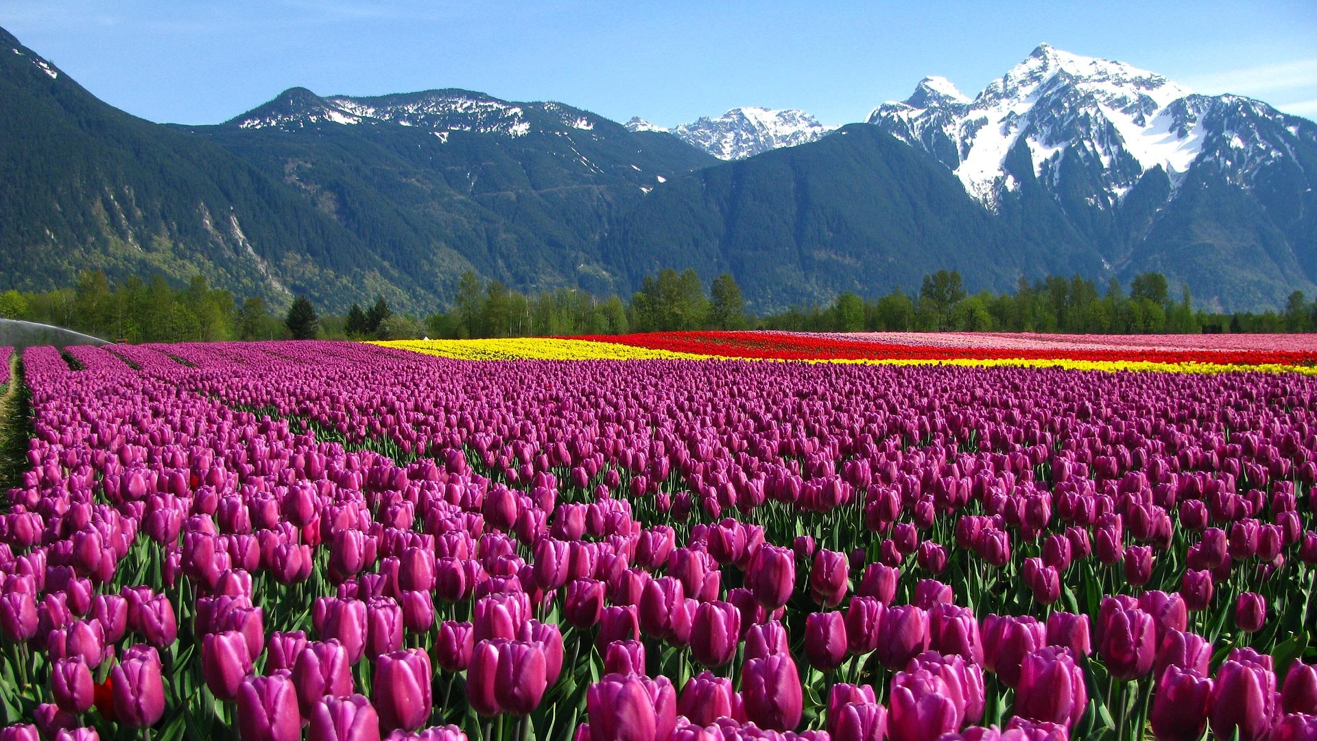 Campo de Tulipanes Rosados Cerca de Montañas Verdes Durante el Día. Wallpaper in 1920x1080 Resolution