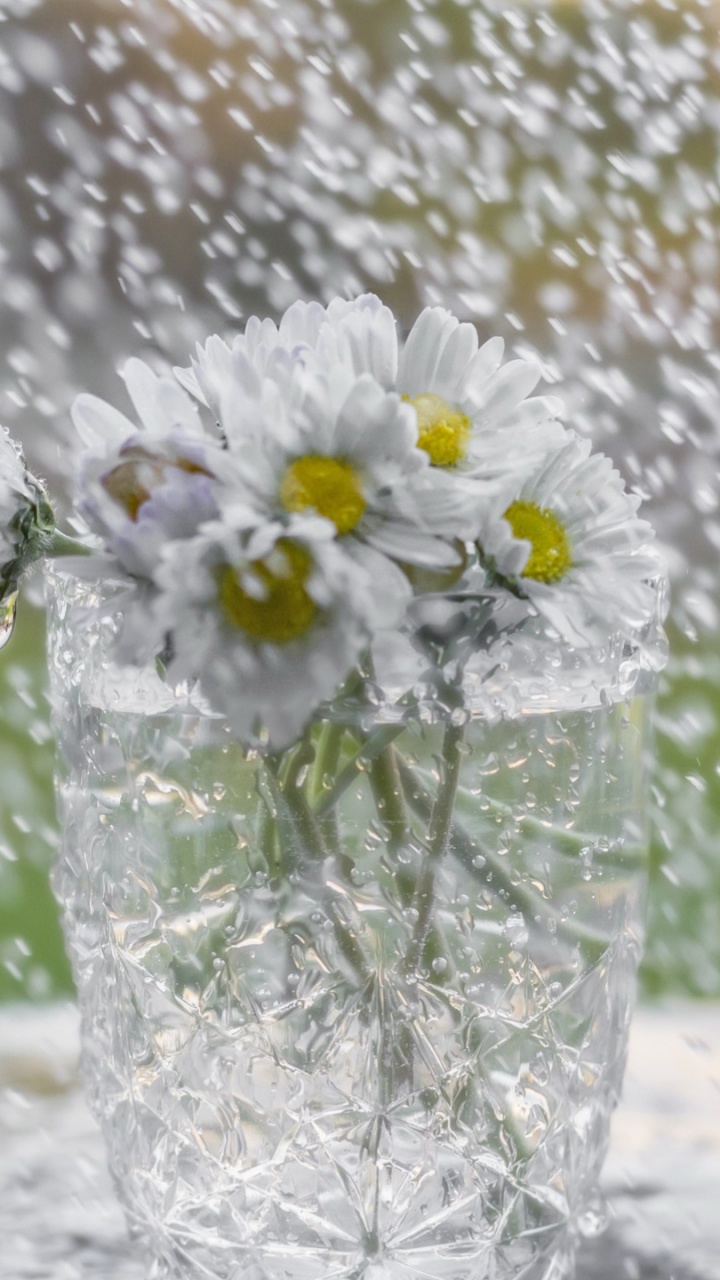 Flora, Becherglas, Drinkware, Wasser, Vase. Wallpaper in 720x1280 Resolution