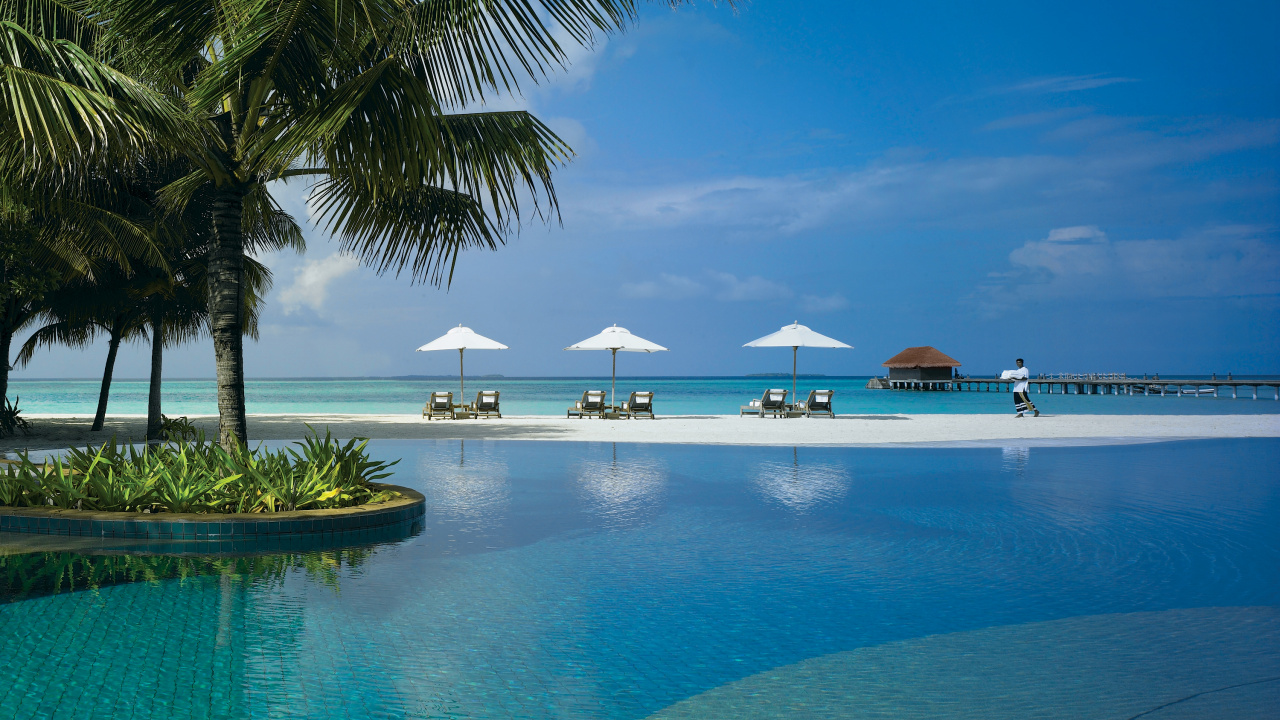 Grüne Palme in Der Nähe Eines Gewässers Tagsüber. Wallpaper in 1280x720 Resolution