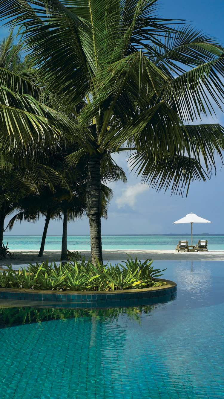 Grüne Palme in Der Nähe Eines Gewässers Tagsüber. Wallpaper in 750x1334 Resolution