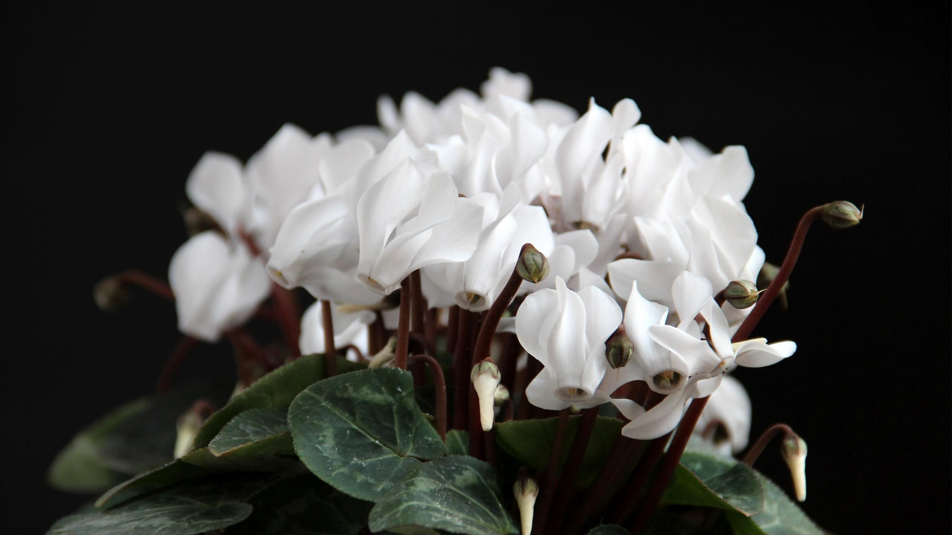White Flowers With Green Leaves. Wallpaper in 1920x1080 Resolution
