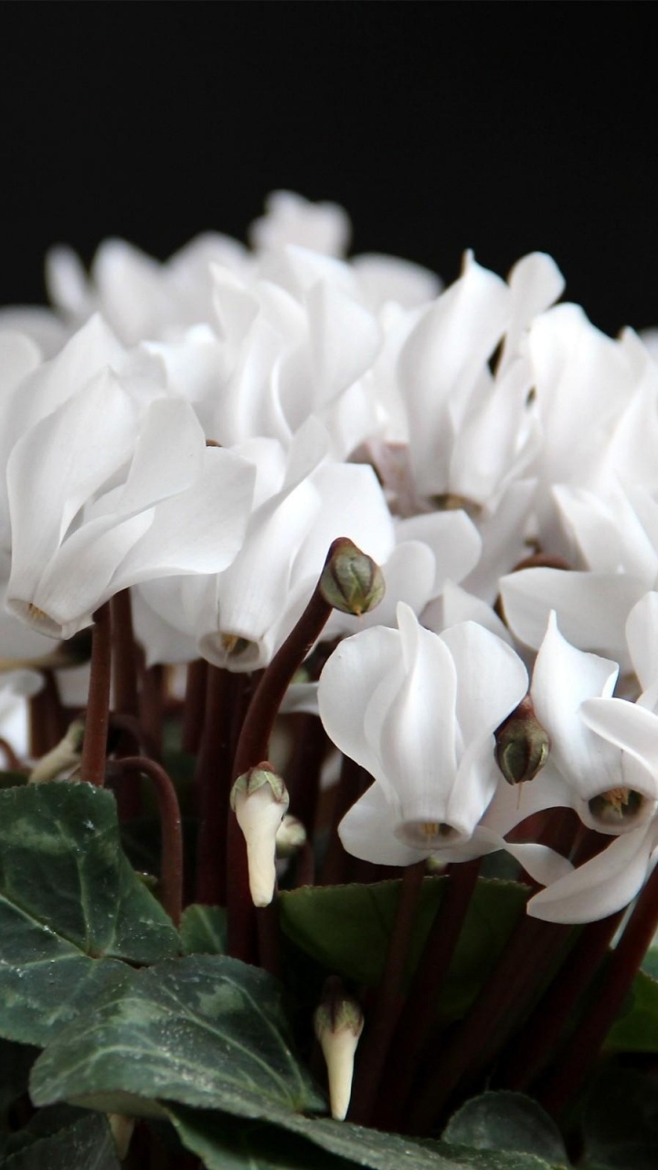White Flowers With Green Leaves. Wallpaper in 720x1280 Resolution
