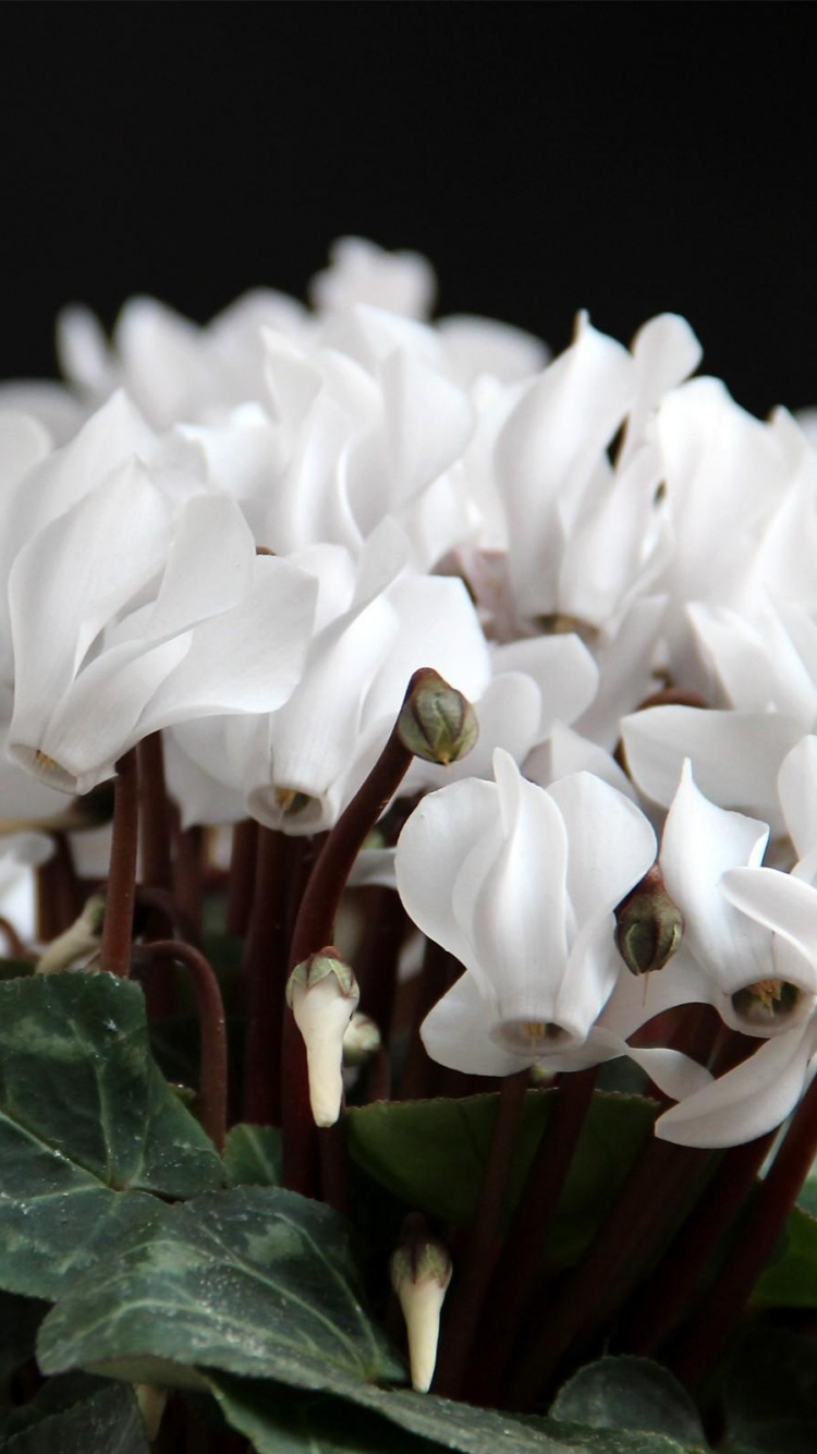 White Flowers With Green Leaves. Wallpaper in 750x1334 Resolution