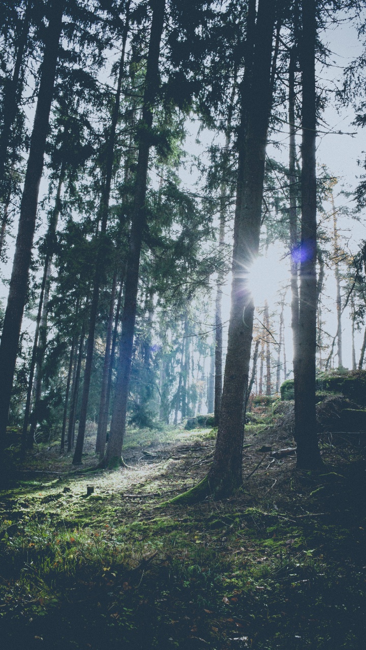 Ciel, Lumière, Woodland, Sapin, Les Forêts de Conifères Tempérées. Wallpaper in 720x1280 Resolution