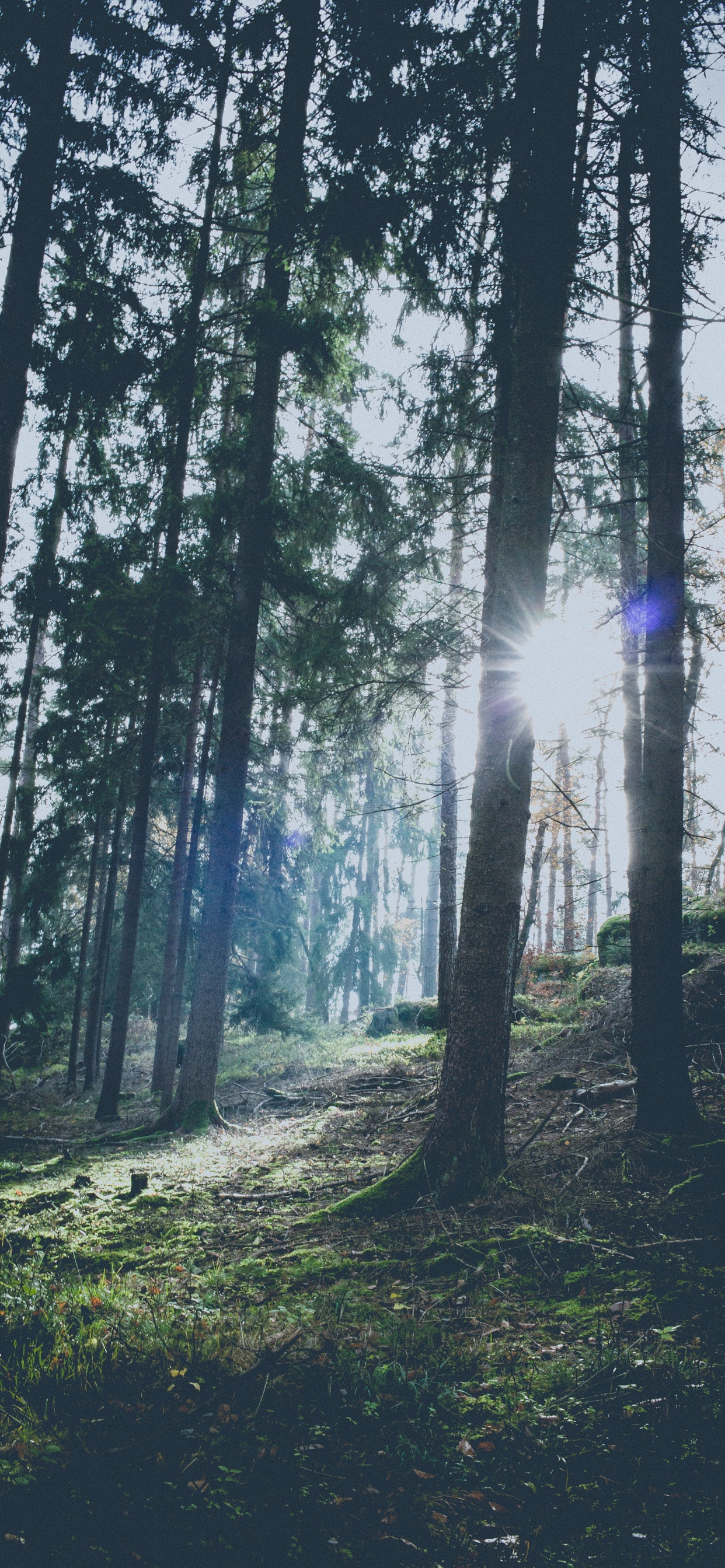 Sky, Light, Woodland, Fir, Temperate Coniferous Forest. Wallpaper in 1242x2688 Resolution