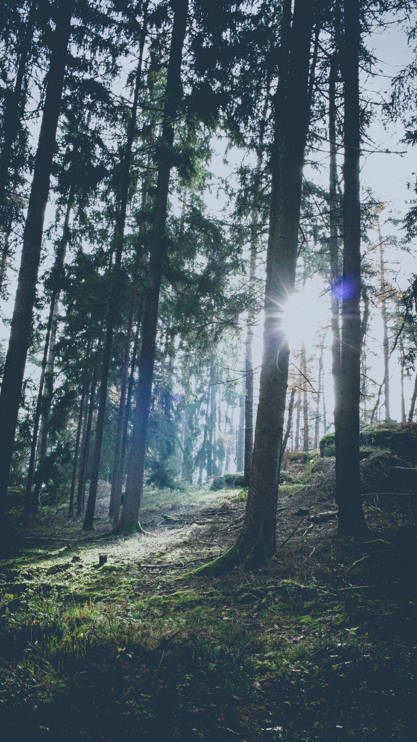 Sky, Light, Woodland, Fir, Temperate Coniferous Forest. Wallpaper in 1440x2560 Resolution