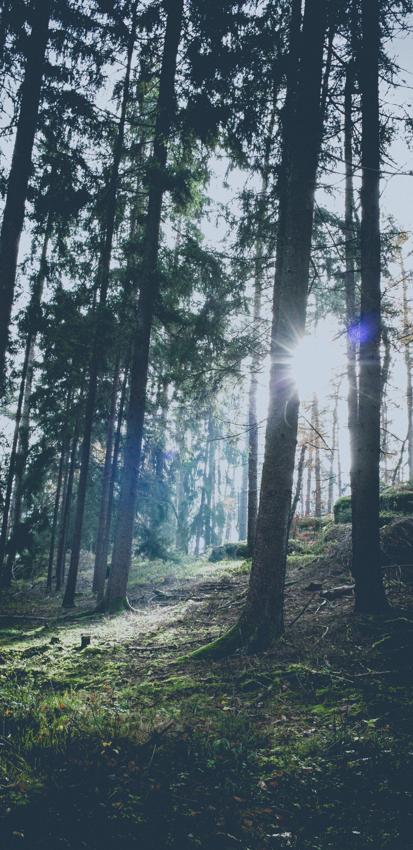 Sky, Light, Woodland, Fir, Temperate Coniferous Forest. Wallpaper in 1440x2960 Resolution
