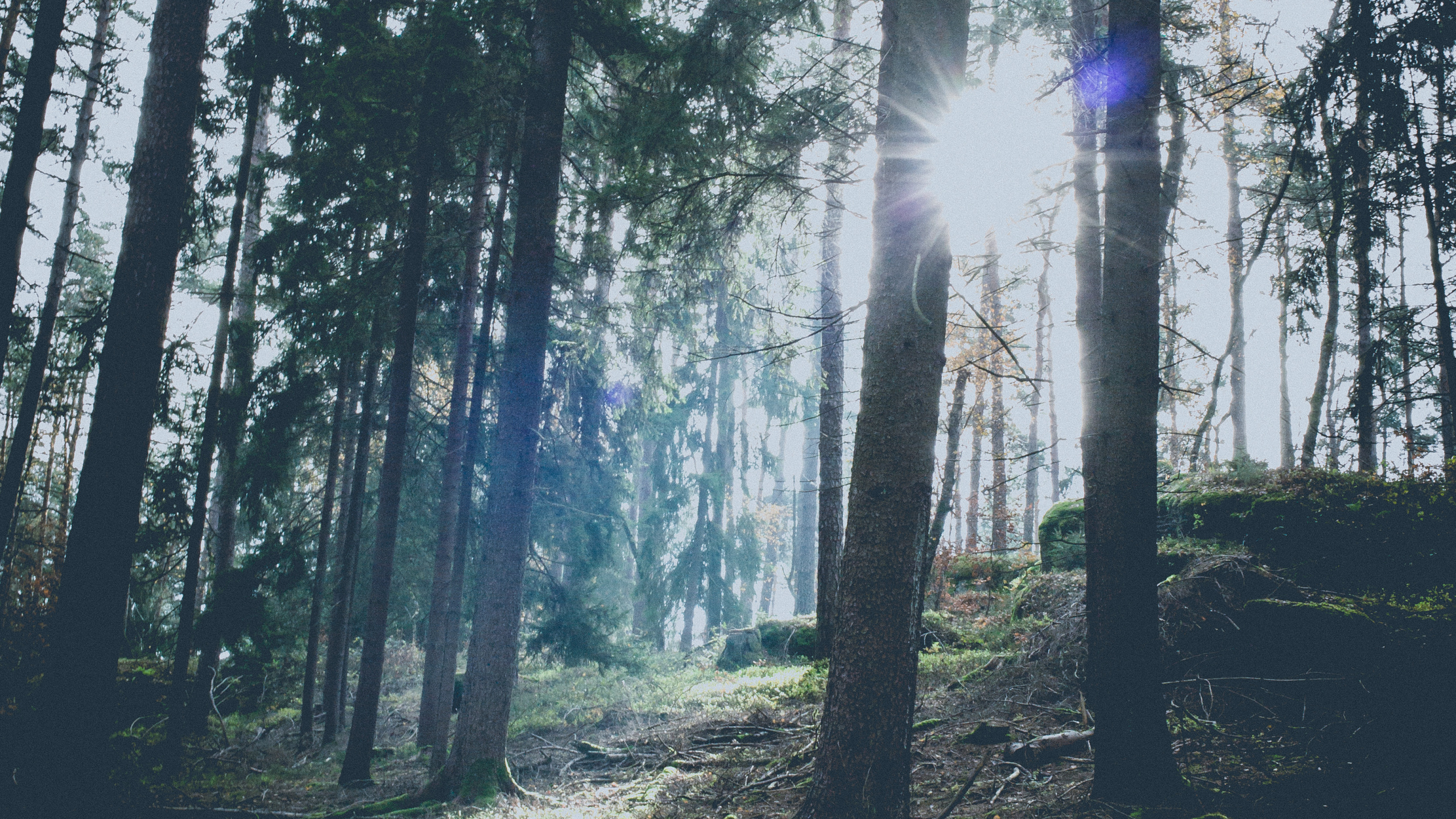 Sky, Light, Woodland, Fir, Temperate Coniferous Forest. Wallpaper in 2560x1440 Resolution