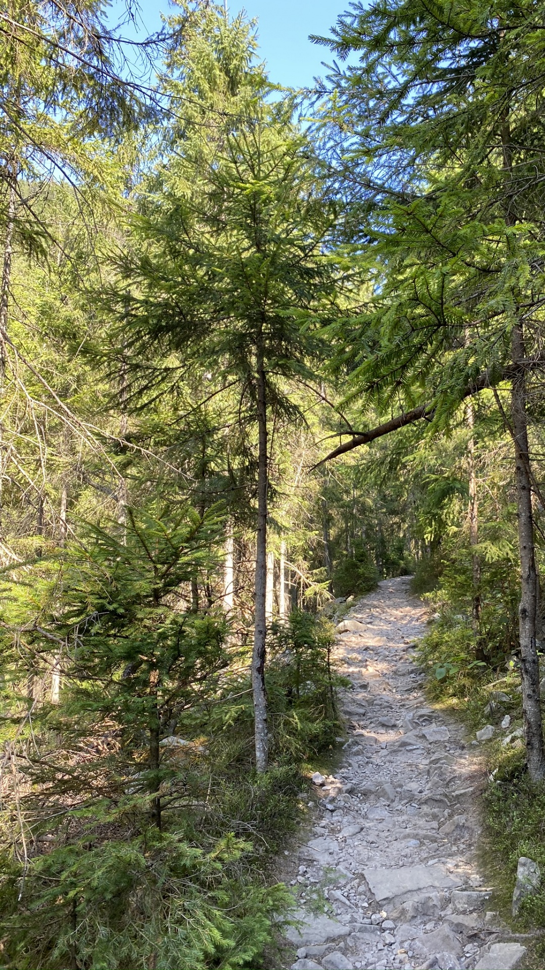 Chemin, Nature, Environnement Naturel, Forêt, la Réserve Naturelle De. Wallpaper in 1080x1920 Resolution