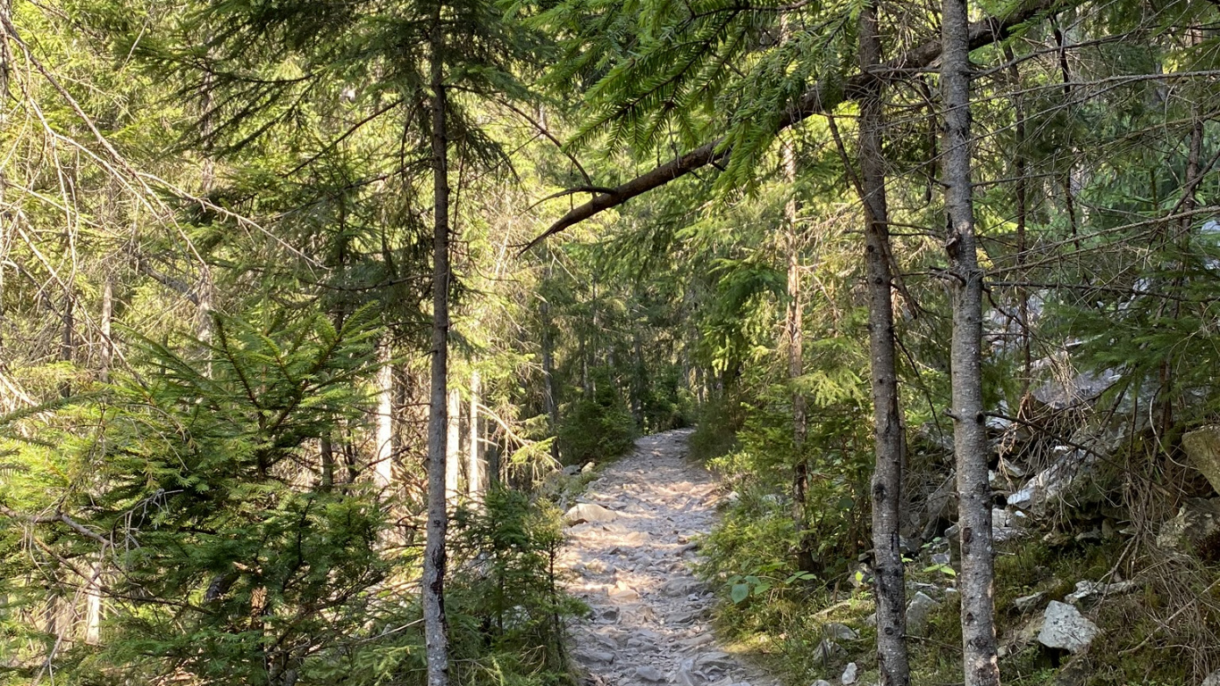 Chemin, Nature, Environnement Naturel, Forêt, la Réserve Naturelle De. Wallpaper in 1366x768 Resolution