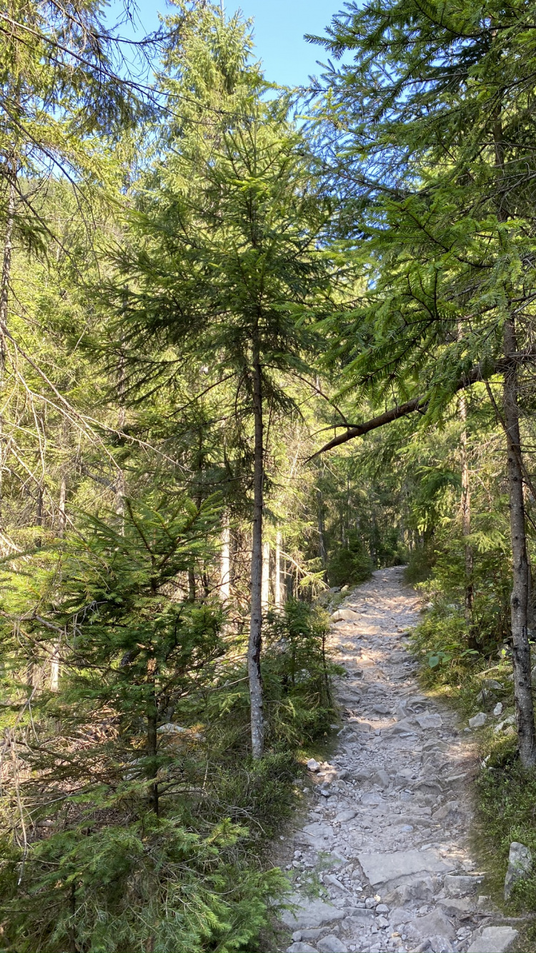 Chemin, Nature, Environnement Naturel, Forêt, la Réserve Naturelle De. Wallpaper in 750x1334 Resolution