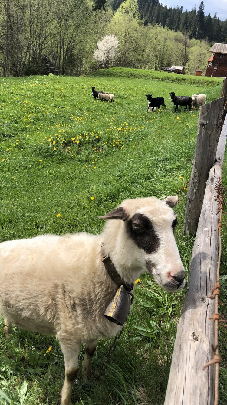 Carpathian Mountains, Sheep, Grazing, Goat, Pasture. Wallpaper in 750x1334 Resolution