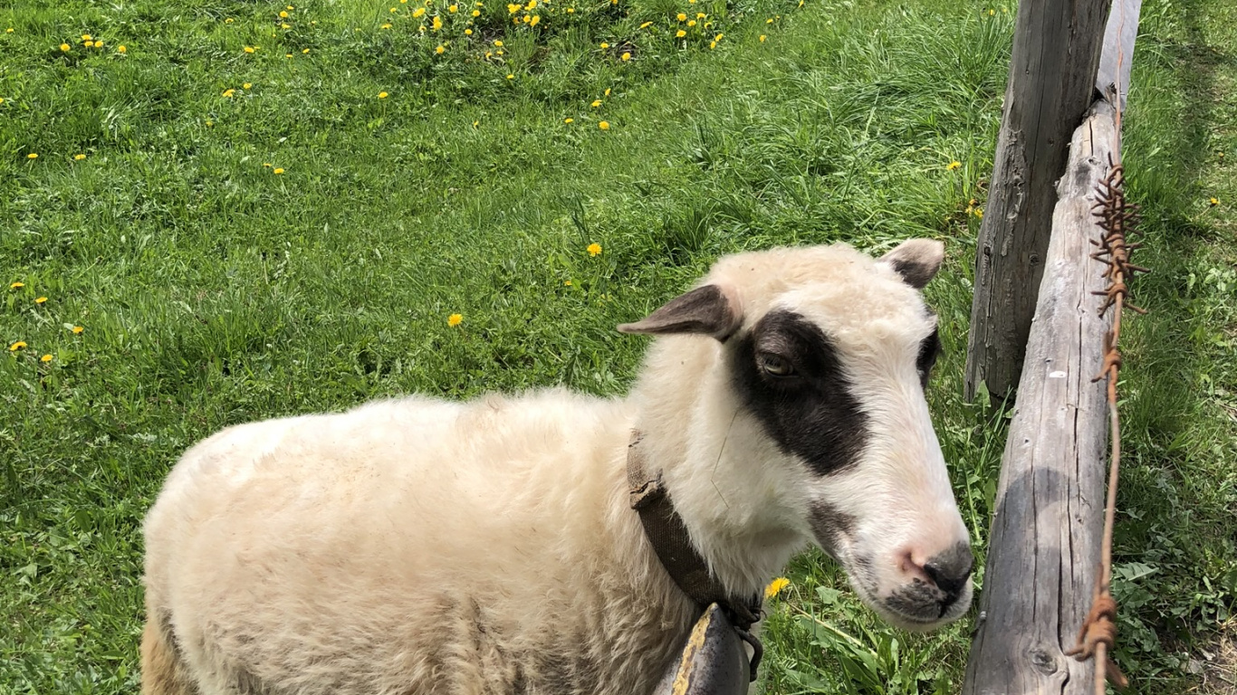 Cárpatos, Oveja, el Pastoreo, Pasto, Verde. Wallpaper in 1366x768 Resolution