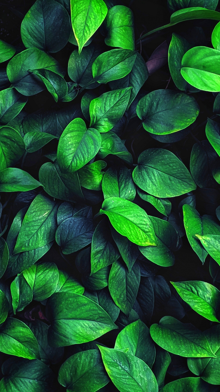 Planta Terrestre, la Cubierta Vegetal, la Floración de la Planta, Patrón, Planta Anual. Wallpaper in 750x1334 Resolution