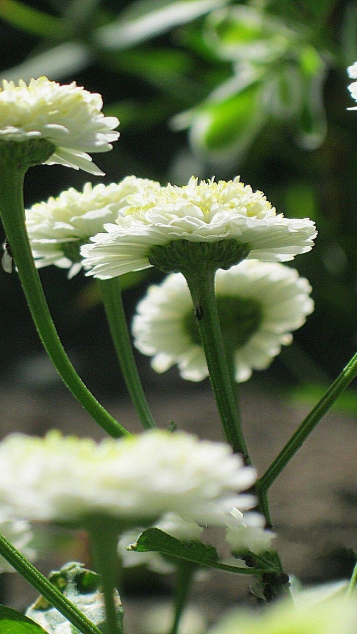Fleur Blanche Dans L'objectif à Décalage Inclinable. Wallpaper in 720x1280 Resolution