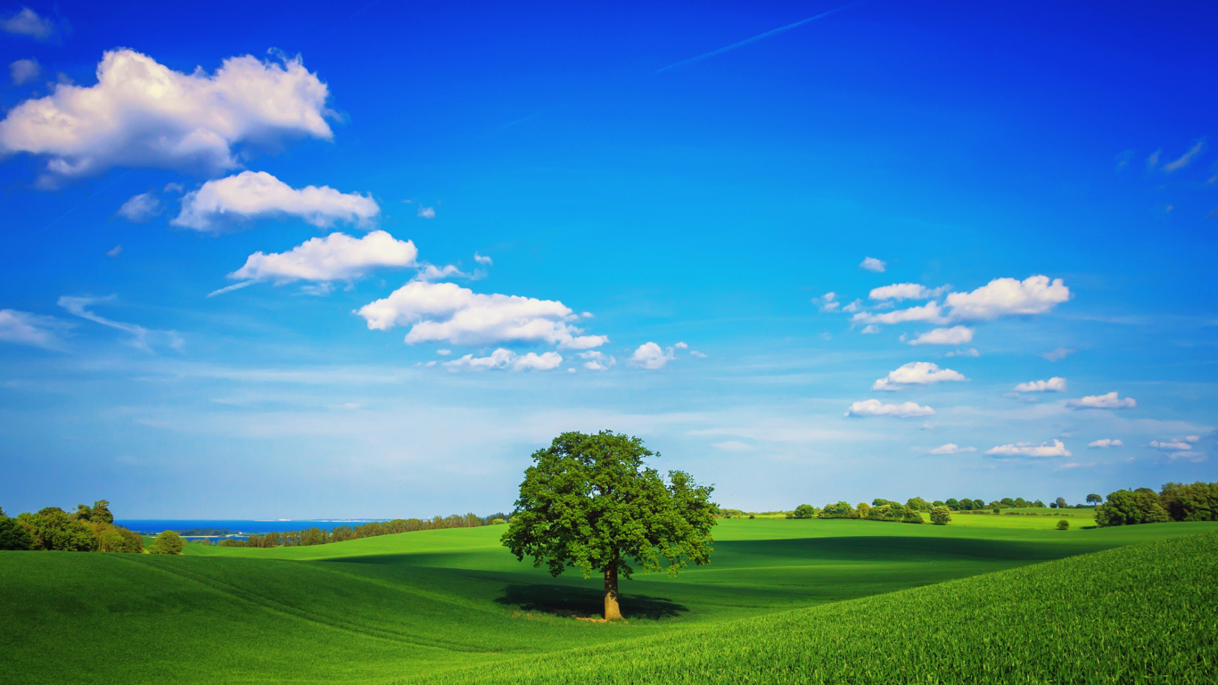 Árbol Verde en el Campo de Hierba Verde Bajo un Cielo Azul Durante el Día. Wallpaper in 1366x768 Resolution