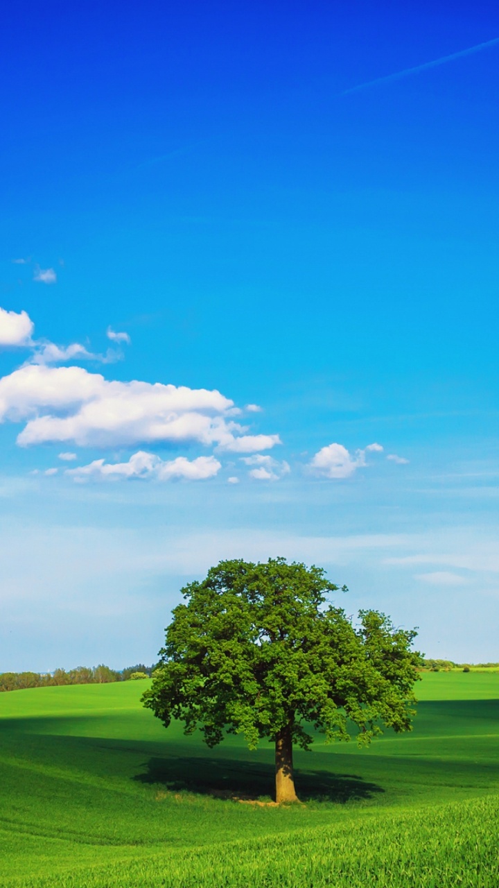 Arbre Vert Sur Terrain D'herbe Verte Sous Ciel Bleu Pendant la Journée. Wallpaper in 720x1280 Resolution