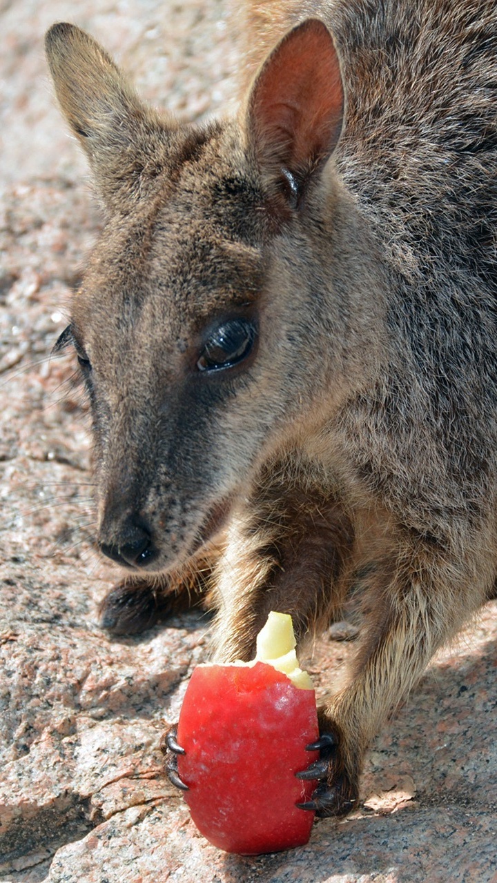 Wallaby, Kangaroo, Tierwelt, Beuteltier, Nationalpark. Wallpaper in 720x1280 Resolution