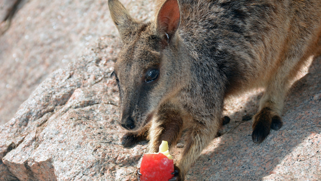 Wallaby, Canguro, Fauna, Marsupial, el Parque Nacional De. Wallpaper in 1280x720 Resolution