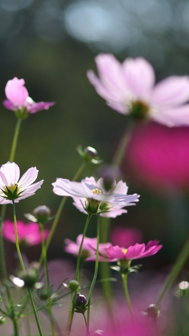 Weiße Und Violette Blume in Tilt-Shift-Linse. Wallpaper in 720x1280 Resolution