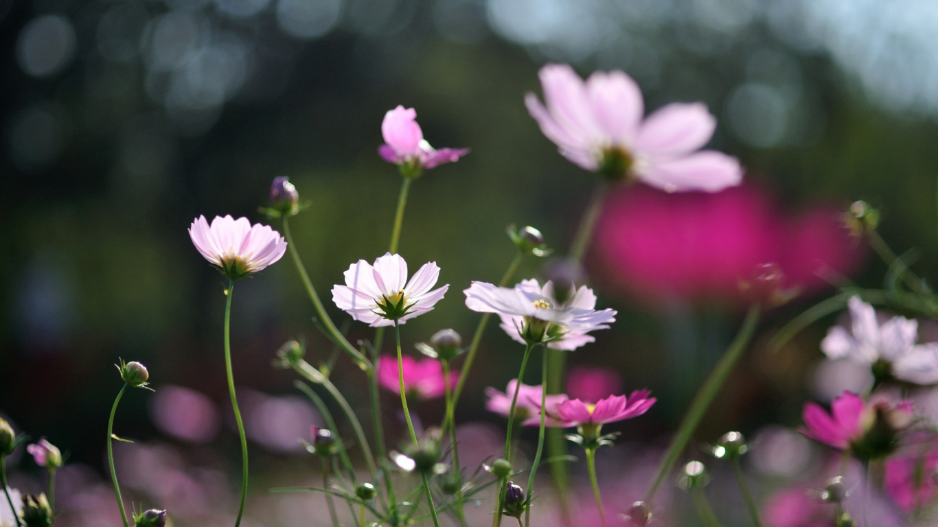 White and Purple Flower in Tilt Shift Lens. Wallpaper in 1366x768 Resolution