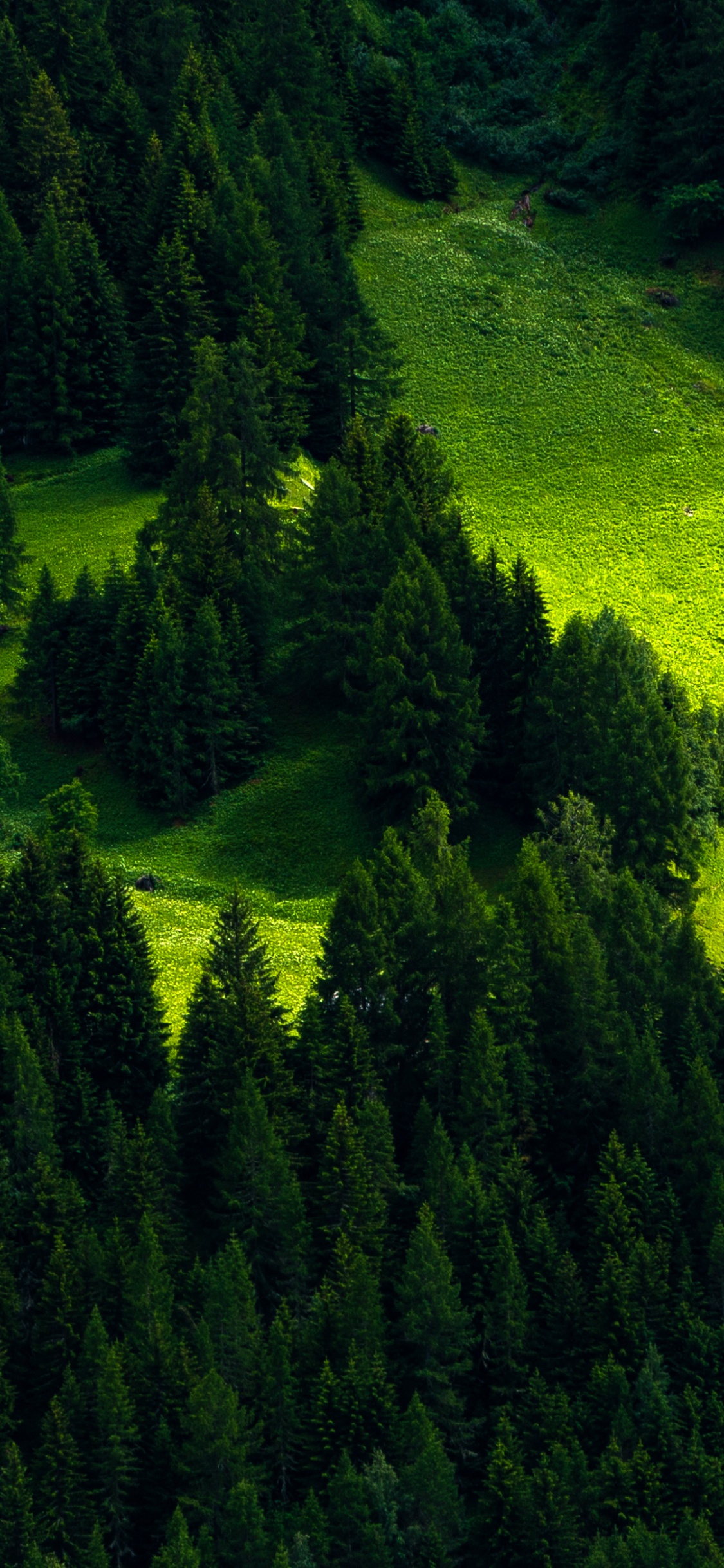 Grüne Wiese Und Bäume. Wallpaper in 1125x2436 Resolution