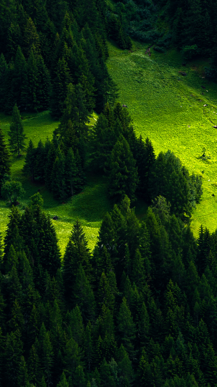 Campo de Hierba Verde y Árboles. Wallpaper in 750x1334 Resolution