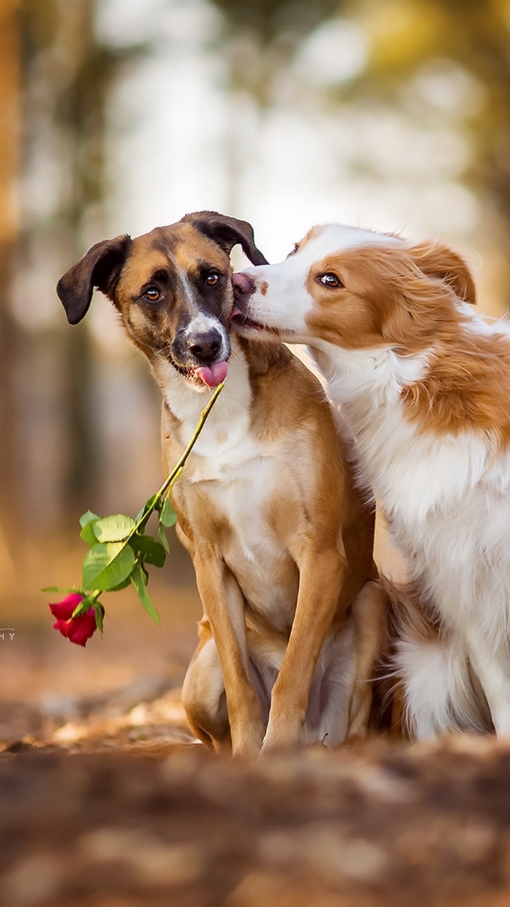 Chien à Poil Court Blanc et Brun. Wallpaper in 720x1280 Resolution
