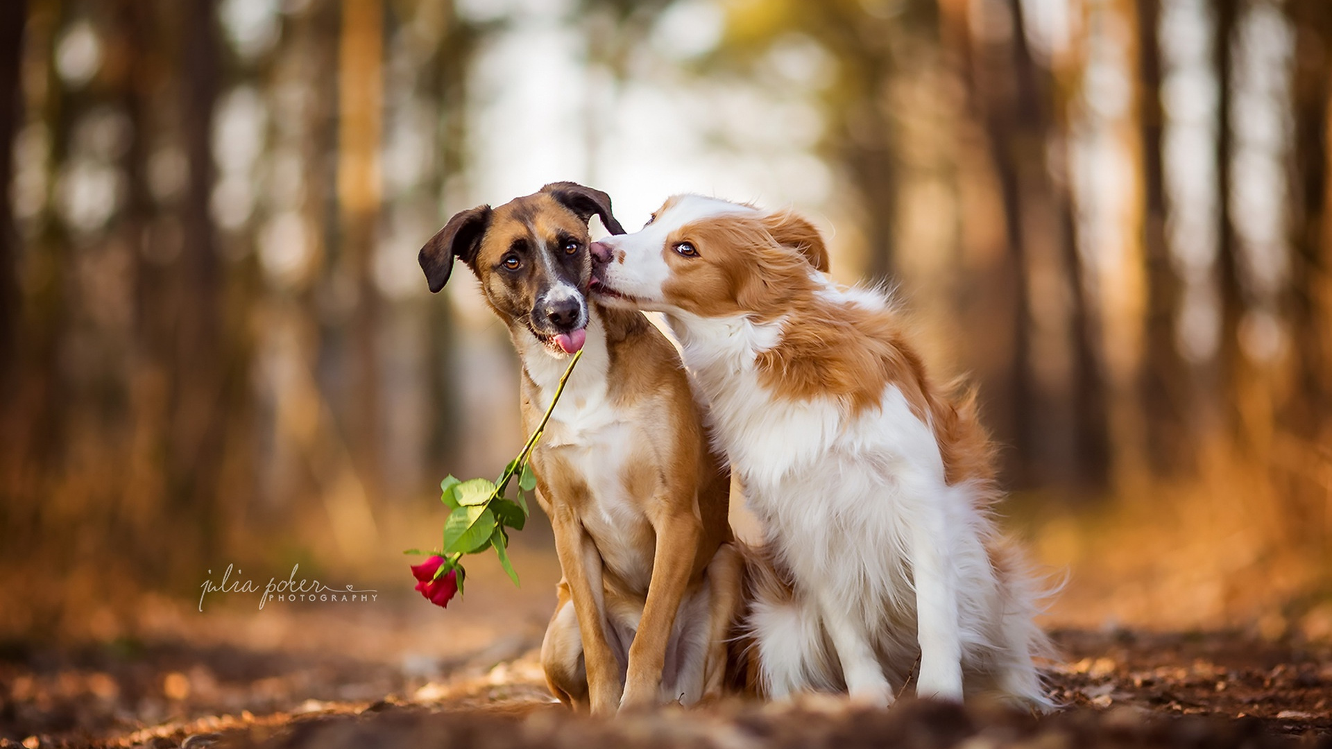 White and Brown Short Coated Dog. Wallpaper in 1920x1080 Resolution