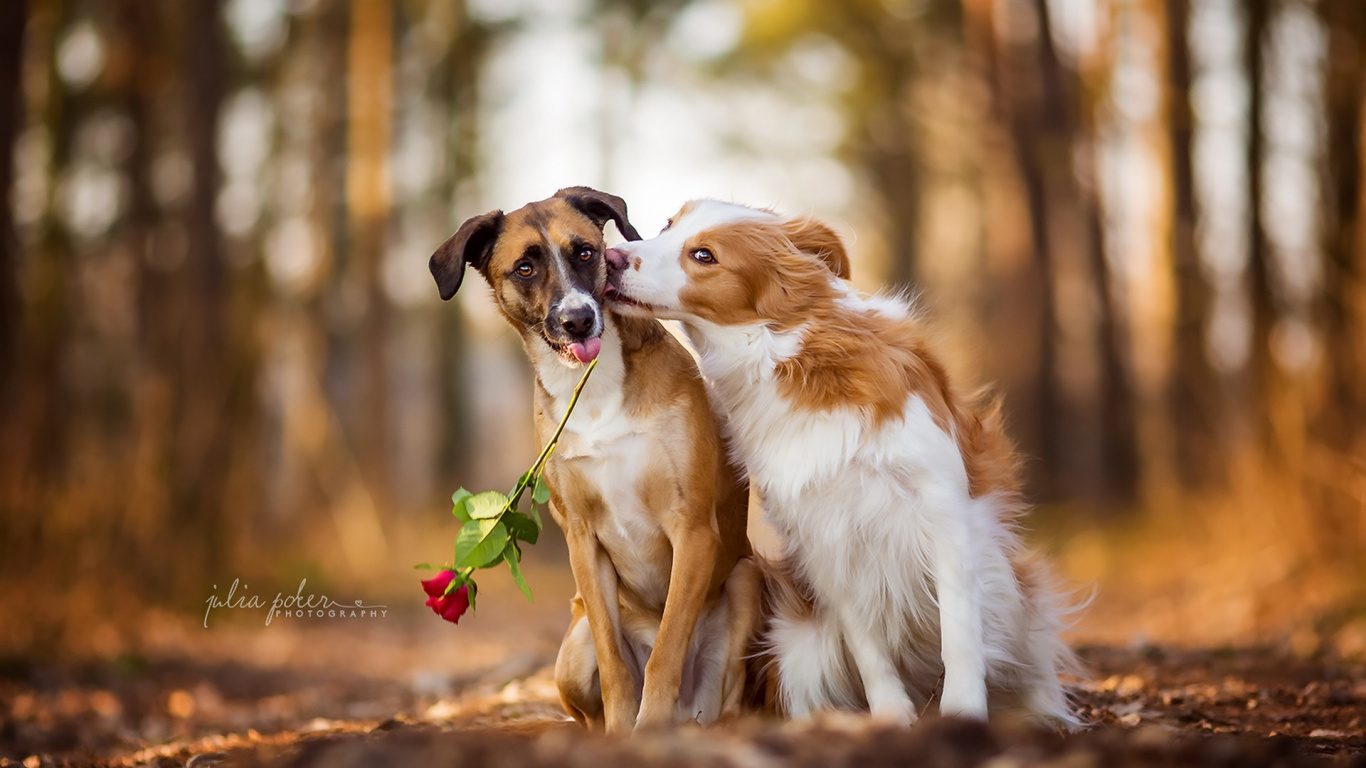 Weiß-brauner, Kurzhaariger Hund. Wallpaper in 1366x768 Resolution