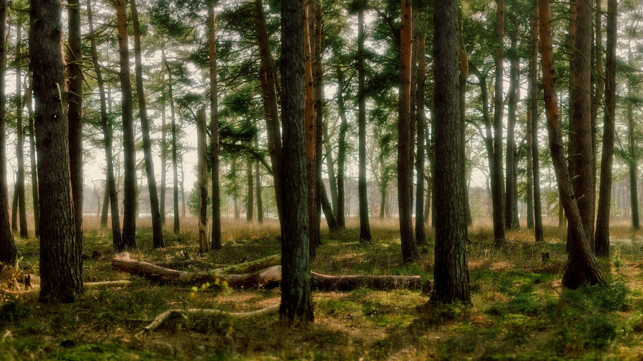 Green Trees on Green Grass Field During Daytime. Wallpaper in 1280x720 Resolution