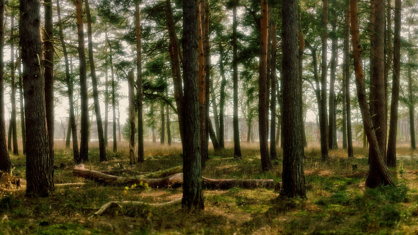 Green Trees on Green Grass Field During Daytime. Wallpaper in 1366x768 Resolution