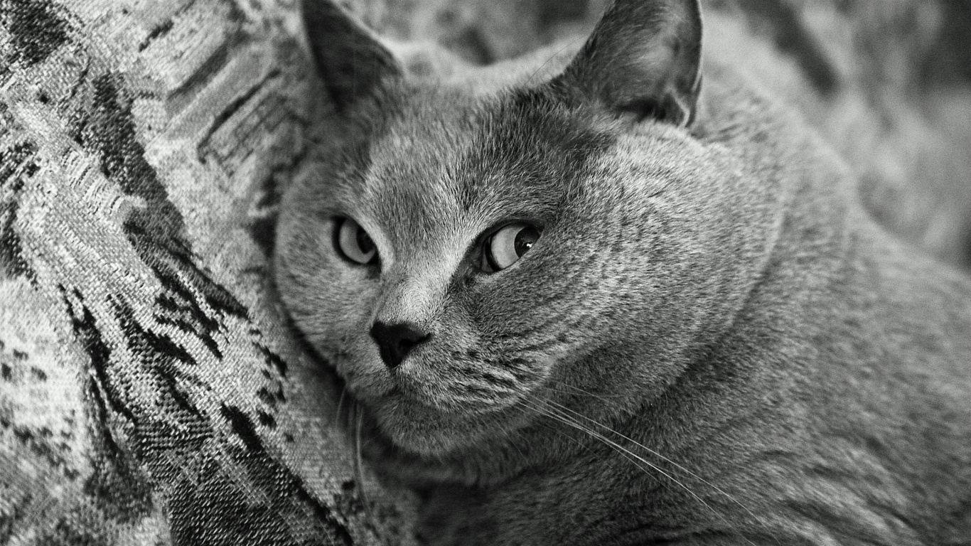 Gato Azul Ruso en Textil Gris. Wallpaper in 1366x768 Resolution
