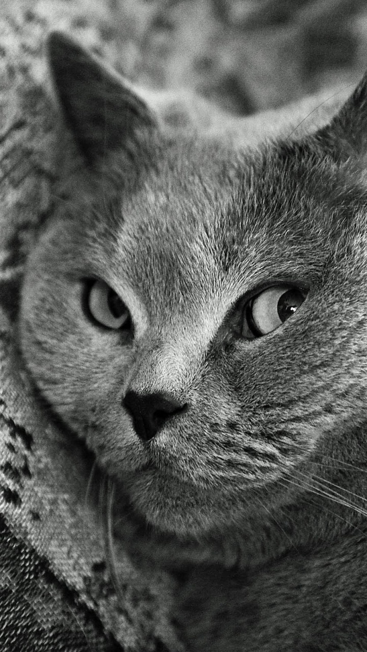 Russische Blaue Katze Auf Grauem Textil. Wallpaper in 720x1280 Resolution