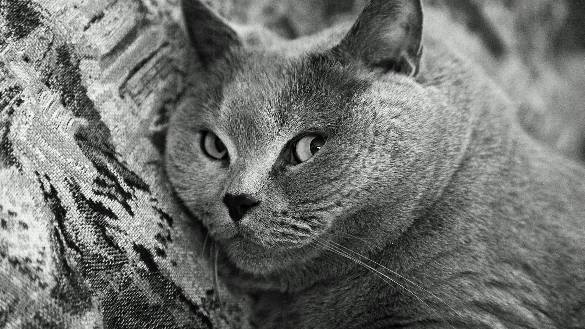 Russian Blue Cat on Gray Textile. Wallpaper in 1920x1080 Resolution