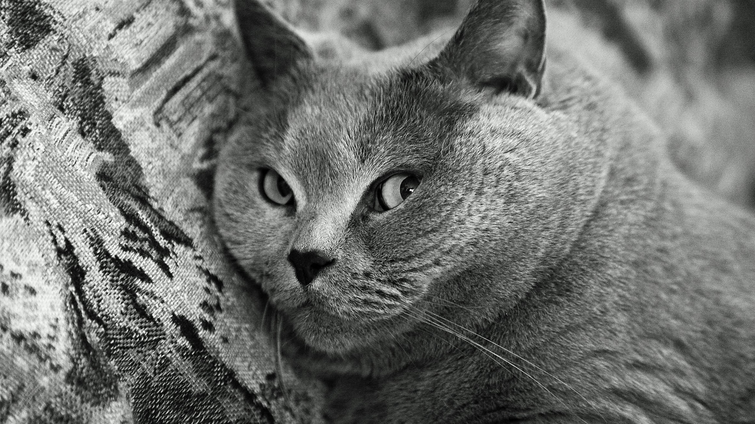 Russian Blue Cat on Gray Textile. Wallpaper in 2560x1440 Resolution