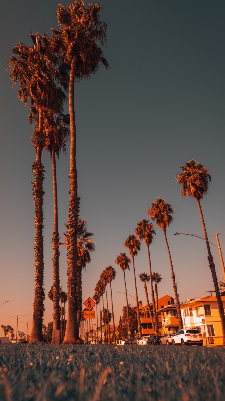 Lumière, Nature, Feuille, Éclairage, Corps de L'eau. Wallpaper in 720x1280 Resolution