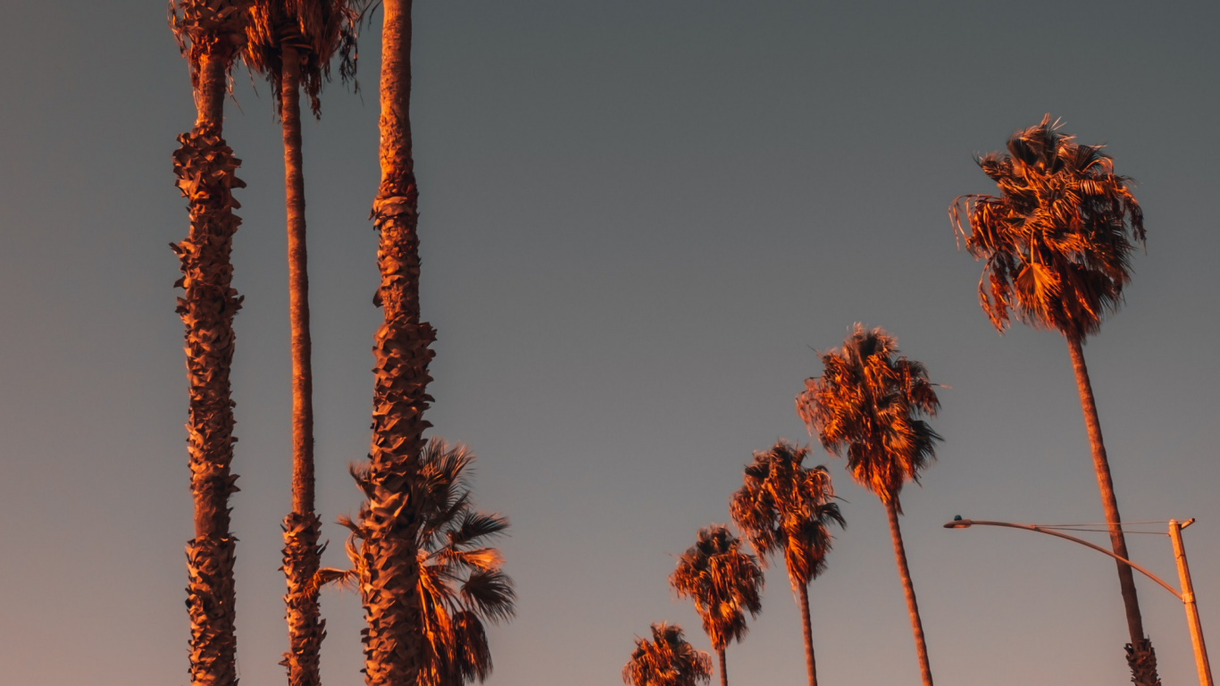 Plant, Light, Nature, Leaf, Tree. Wallpaper in 1366x768 Resolution