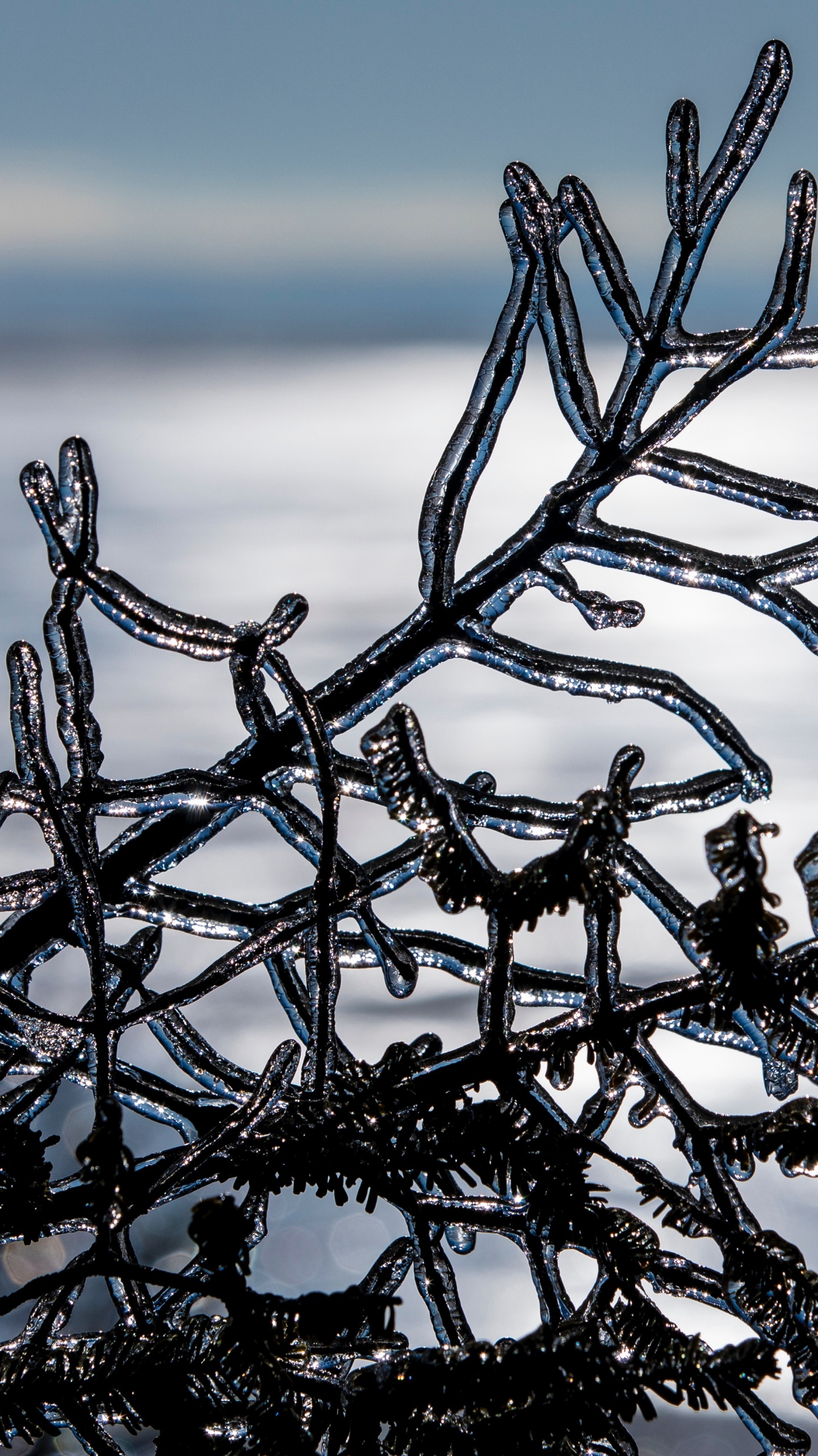 Winter, Branch, Einfrieren, Baum, Wasser. Wallpaper in 1440x2560 Resolution