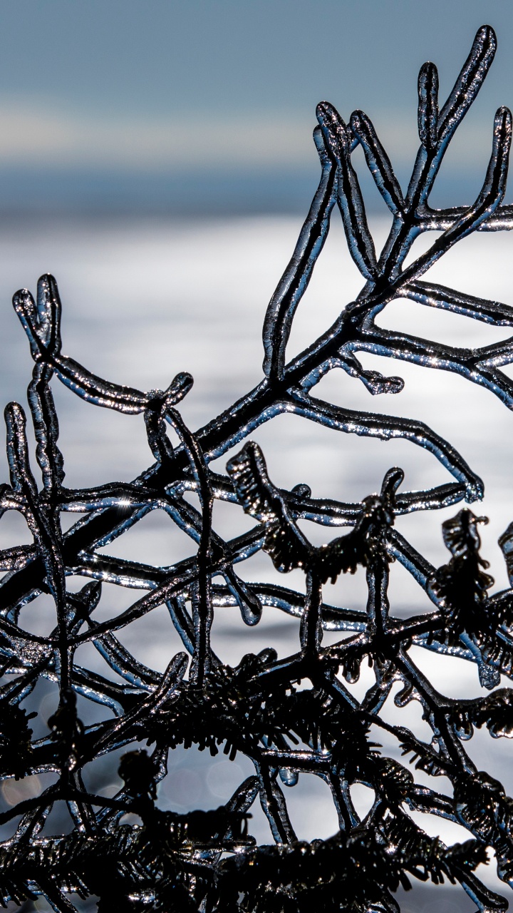 Winter, Branch, Einfrieren, Baum, Wasser. Wallpaper in 720x1280 Resolution