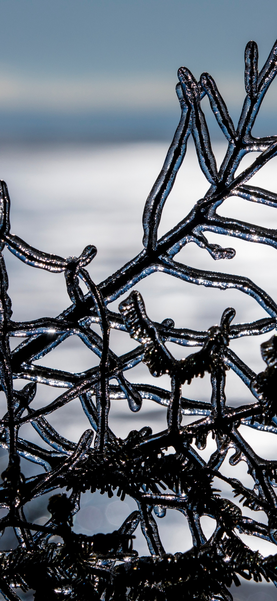 Hiver, Congélation, Eau, Rameau, Neige. Wallpaper in 1125x2436 Resolution