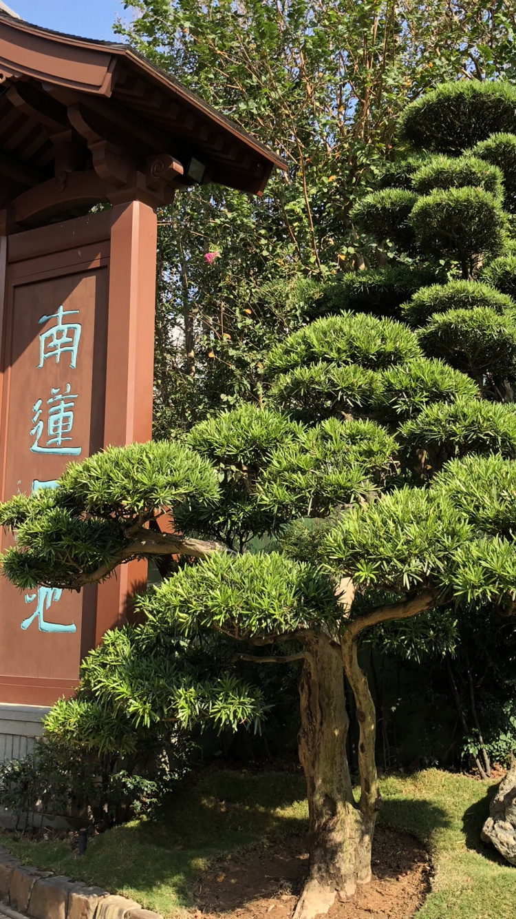 香港, 灌木, 花园, Evergreen, 美化 壁纸 750x1334 允许