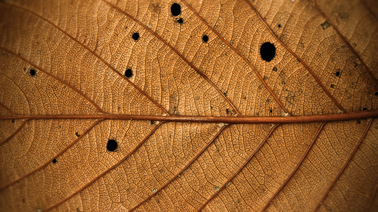Water Droplets on Brown Leaf. Wallpaper in 1280x720 Resolution