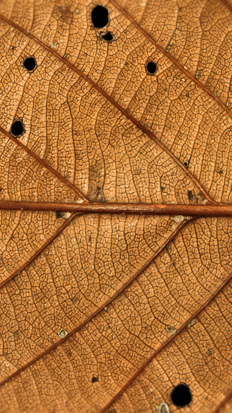 Water Droplets on Brown Leaf. Wallpaper in 750x1334 Resolution