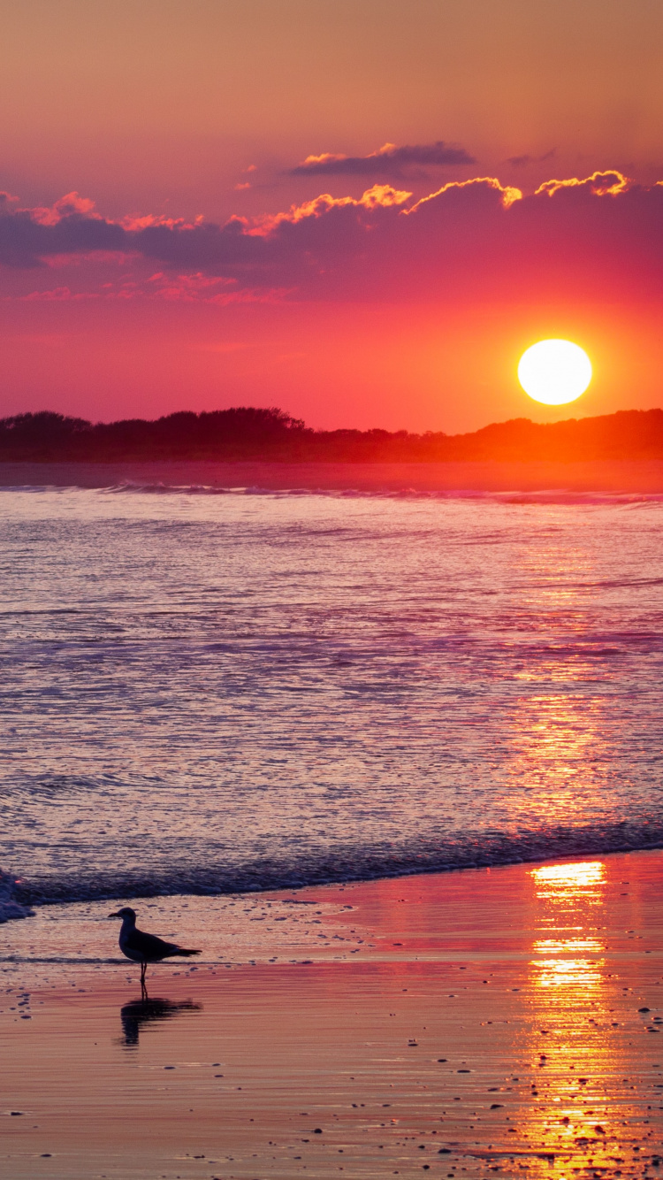 Beach, Sunset, Horizon, Afterglow, Sunrise. Wallpaper in 750x1334 Resolution