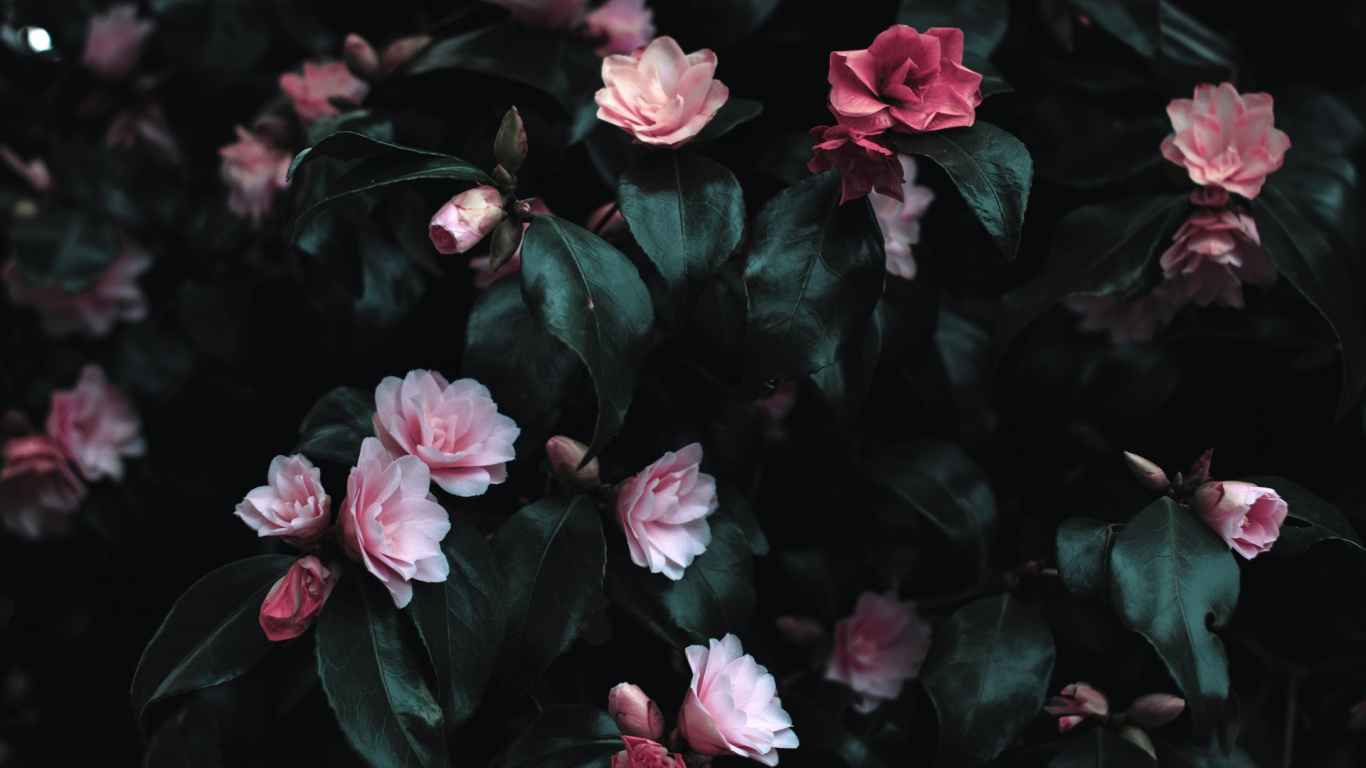 Fleurs Roses, la Floraison de la Plante, Roses, Les Roses de Jardin, Pink. Wallpaper in 1366x768 Resolution