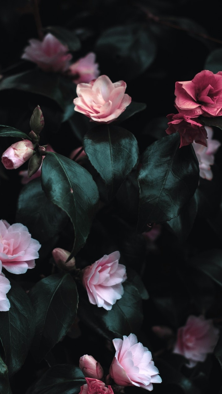 Pink Flowers, Flowering Plant, Flower, Rose, Garden Roses. Wallpaper in 720x1280 Resolution