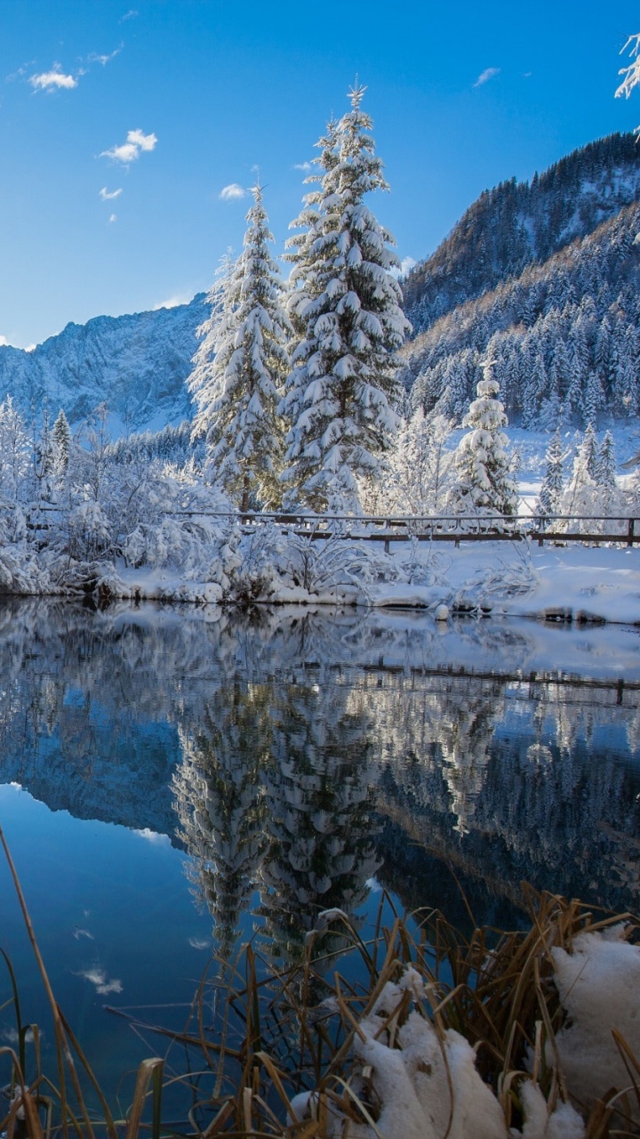 Green Pine Trees Near Snow Covered Mountain During Daytime. Wallpaper in 720x1280 Resolution