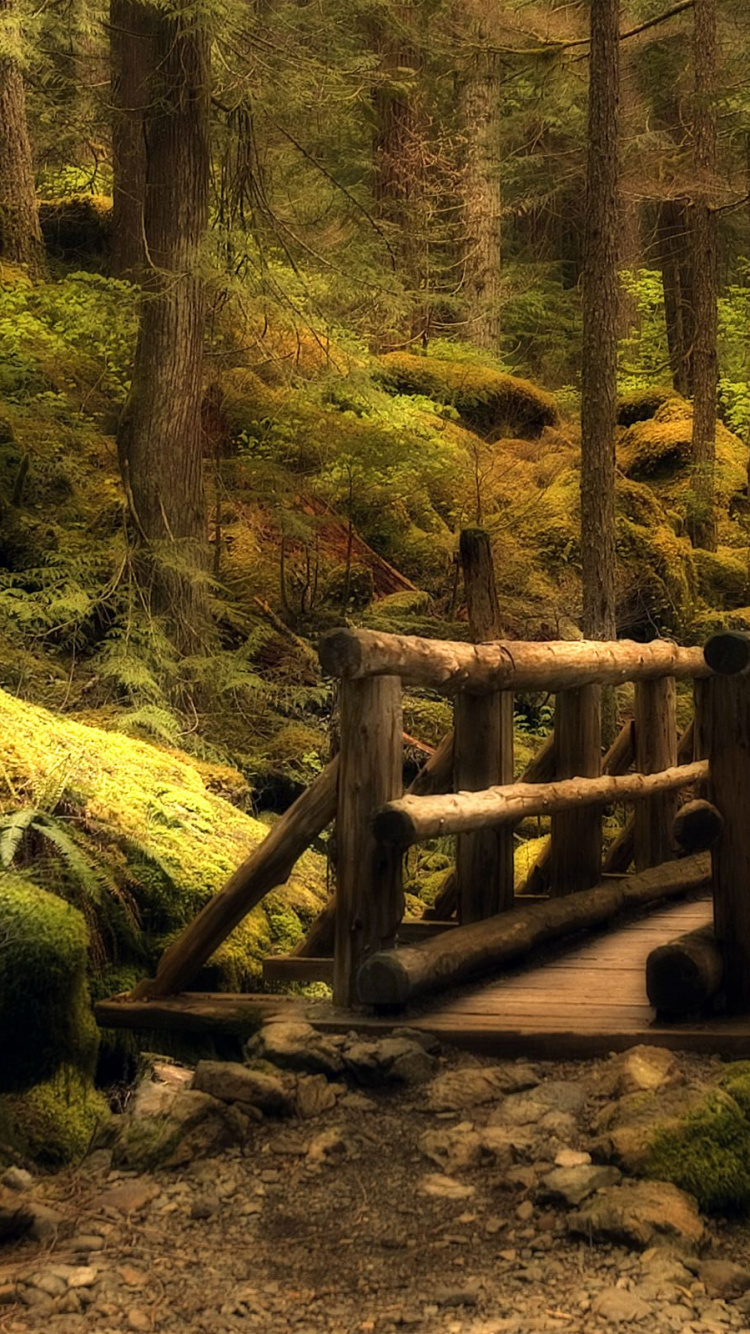 Braune Holzbrücke Über Den Fluss. Wallpaper in 750x1334 Resolution