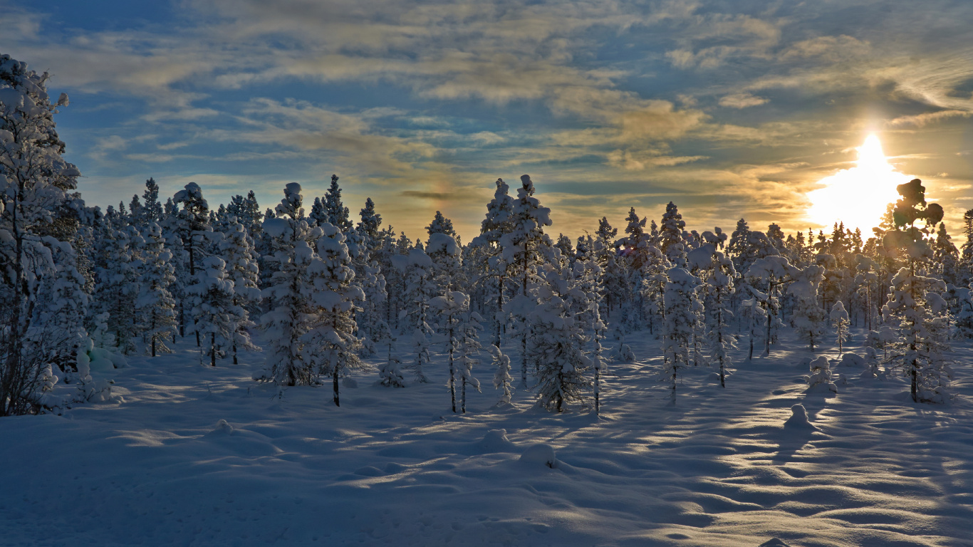 Schneebedeckte Bäume Unter Bewölktem Himmel Tagsüber. Wallpaper in 1366x768 Resolution